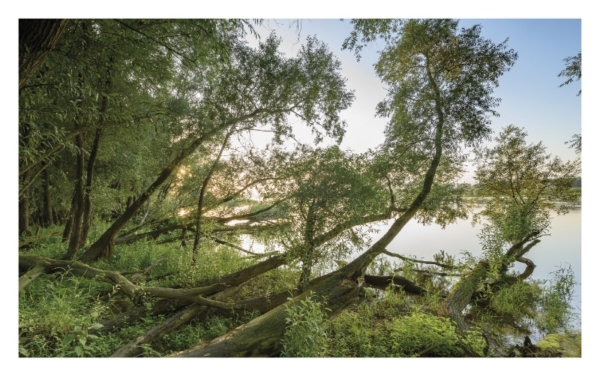 naturbilder 2022 - Impressionen aus der Elbtalaue – Bild 13