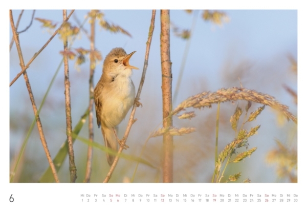 naturbilder 2022 - Impressionen aus der Elbtalaue – Bild 14