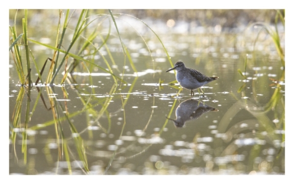 naturbilder 2022 - Impressionen aus der Elbtalaue – Bild 15