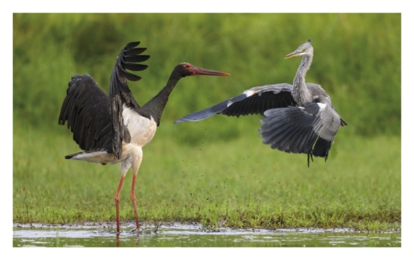 naturbilder 2022 - Impressionen aus der Elbtalaue – Bild 17
