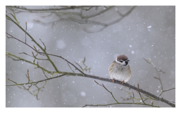 naturbilder 2022 - Impressionen aus der Elbtalaue – Bild 25