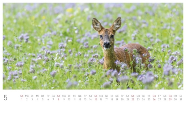 naturbilder 2022 - Postkartenkalender – Bild 7