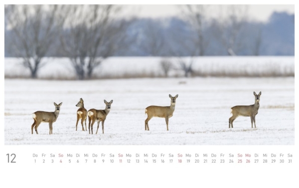 naturbilder 2022 - Postkartenkalender – Bild 14