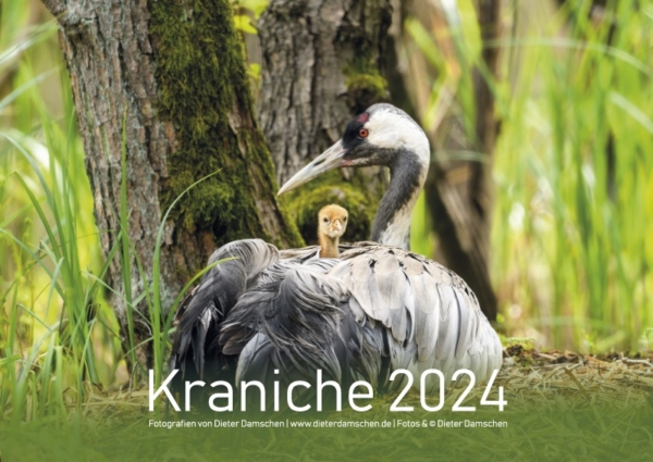 Kraniche 2024 - DIN A3 – Bild 2