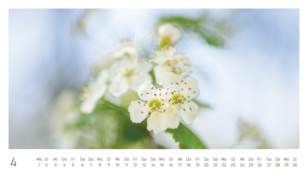 naturbilder 2024 - Postkartenkalender mit Fuß – Bild 6