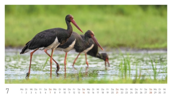 naturbilder 2024 - Postkartenkalender mit Fuß – Bild 9