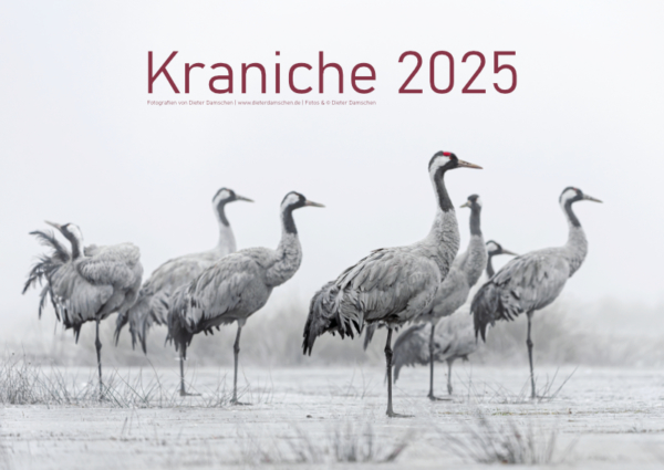 Kraniche 2025 - DIN A2 – Bild 2