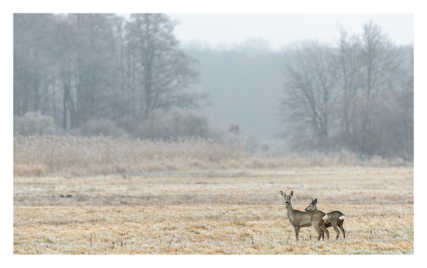 naturbilder 2025 - Impressionen aus der Elbtalaue – Bild 5