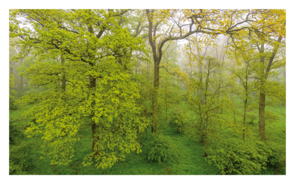 naturbilder 2025 - Impressionen aus der Elbtalaue – Bild 9