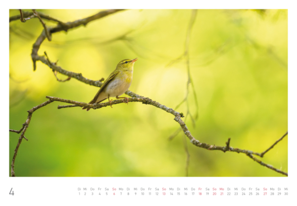 naturbilder 2025 - Impressionen aus der Elbtalaue – Bild 10