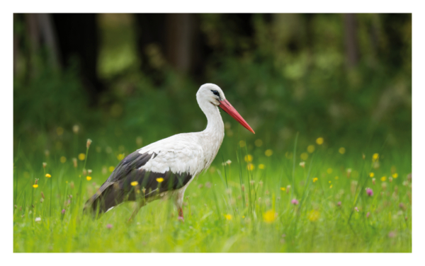 naturbilder 2025 - Impressionen aus der Elbtalaue – Bild 11