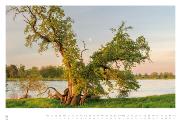 naturbilder 2025 - Impressionen aus der Elbtalaue – Bild 12