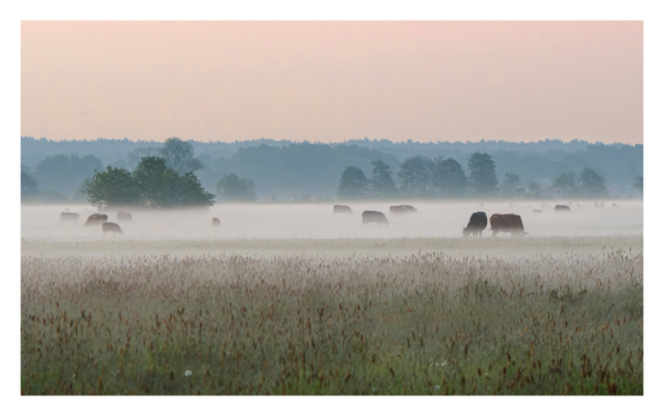 naturbilder 2025 - Impressionen aus der Elbtalaue – Bild 13