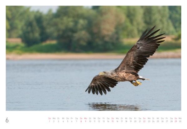 naturbilder 2025 - Impressionen aus der Elbtalaue – Bild 14