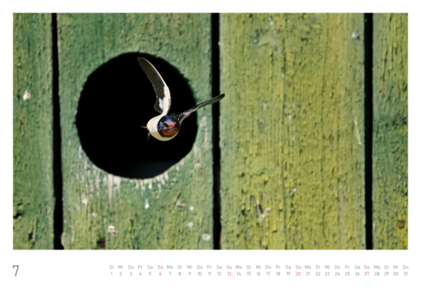 naturbilder 2025 - Impressionen aus der Elbtalaue – Bild 16
