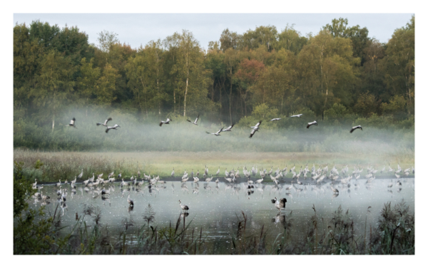 naturbilder 2025 - Impressionen aus der Elbtalaue – Bild 19