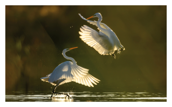 naturbilder 2025 - Impressionen aus der Elbtalaue – Bild 21