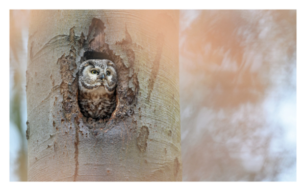 naturbilder 2025 - Impressionen aus der Elbtalaue – Bild 23