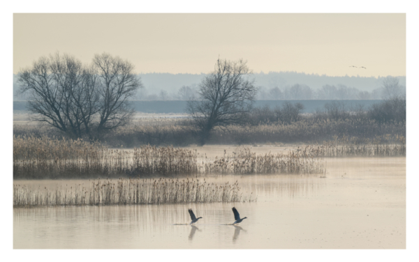 naturbilder 2025 - Impressionen aus der Elbtalaue – Bild 25