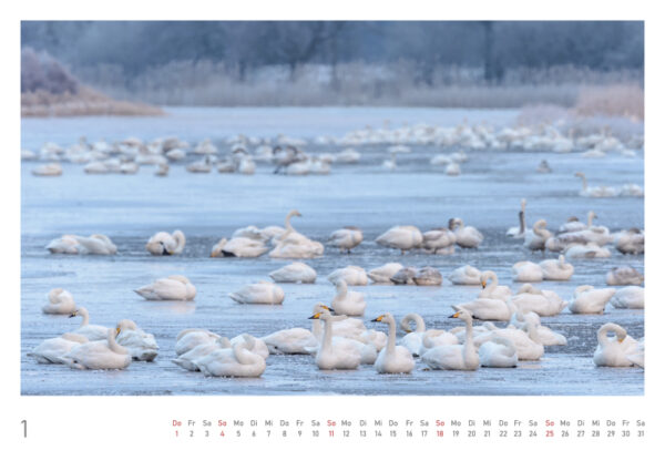 naturbilder 2026 - Impressionen aus der Elbtalaue – Bild 4