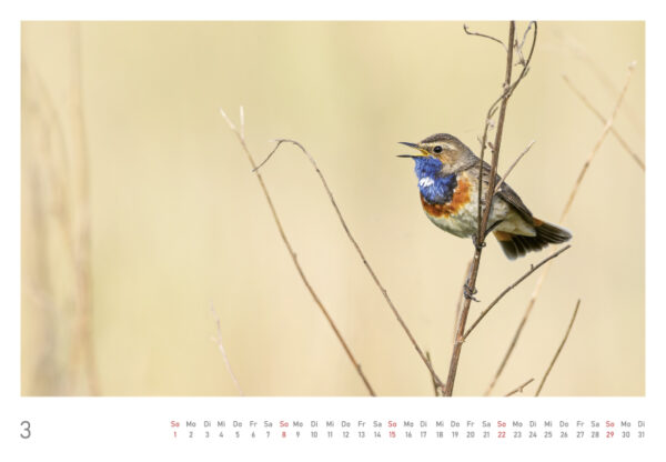 naturbilder 2026 - Impressionen aus der Elbtalaue – Bild 8