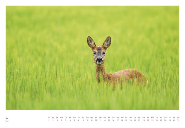 naturbilder 2026 - Impressionen aus der Elbtalaue – Bild 12
