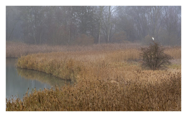 naturbilder 2026 - Impressionen aus der Elbtalaue – Bild 23