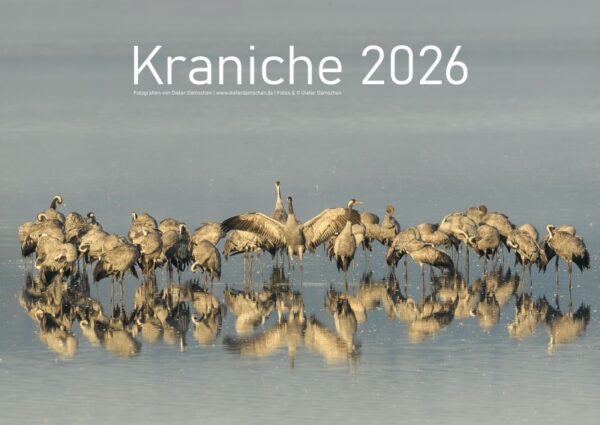 Kraniche 2026 - DIN A2 – Bild 2