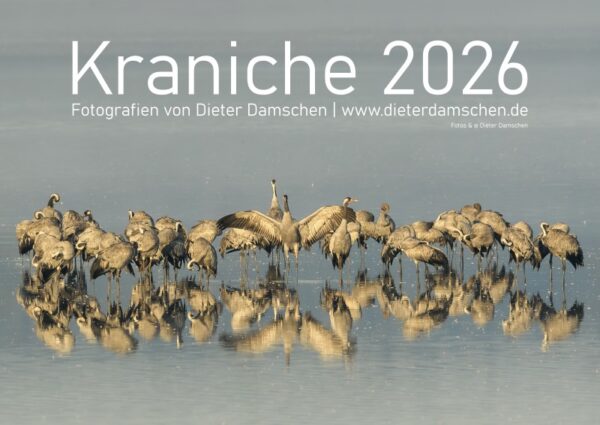 Kraniche 2026 - DIN A4 – Bild 2